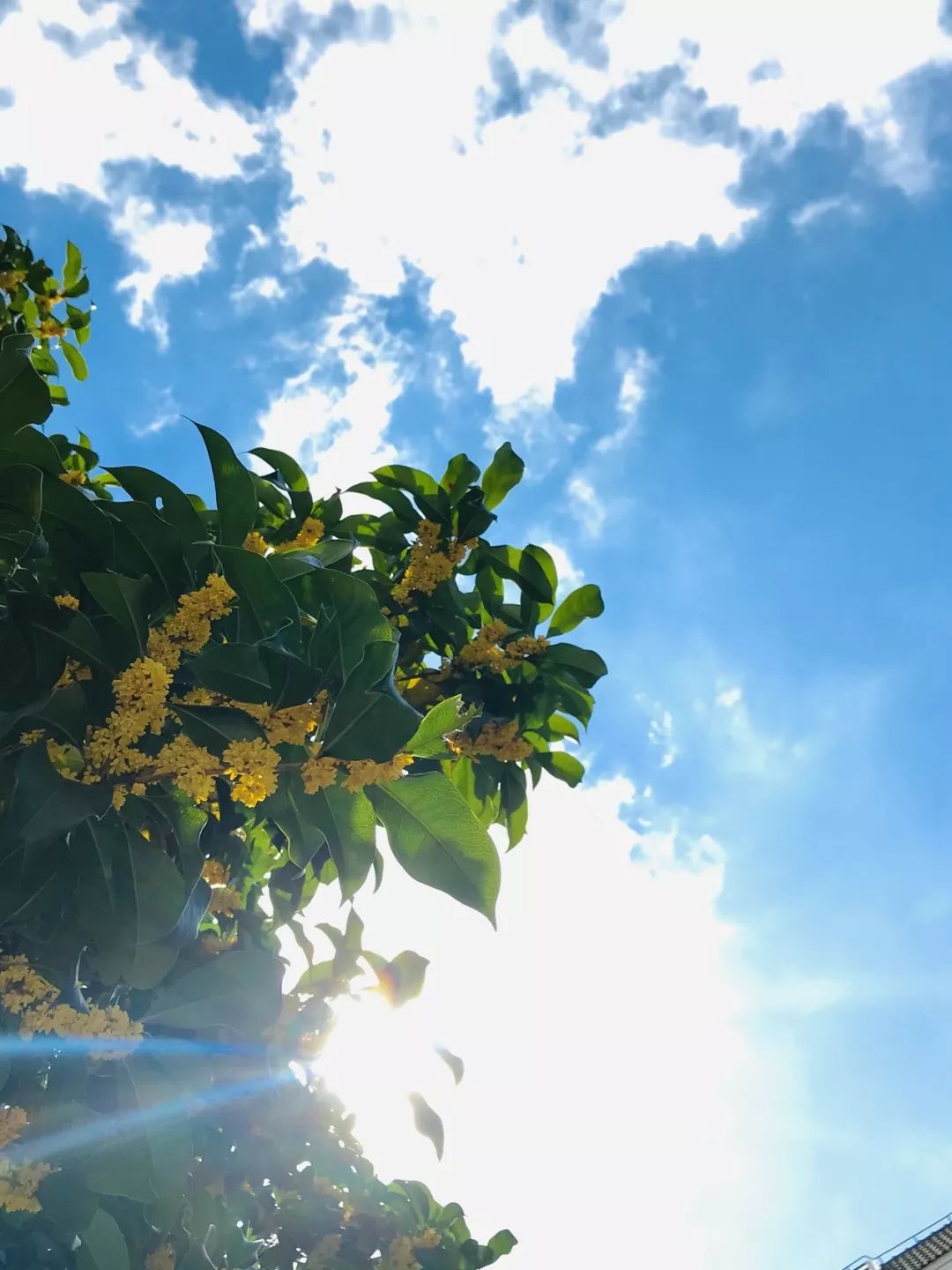 【秋色】一起逛青浦的校园,在书香中邂逅最美的秋