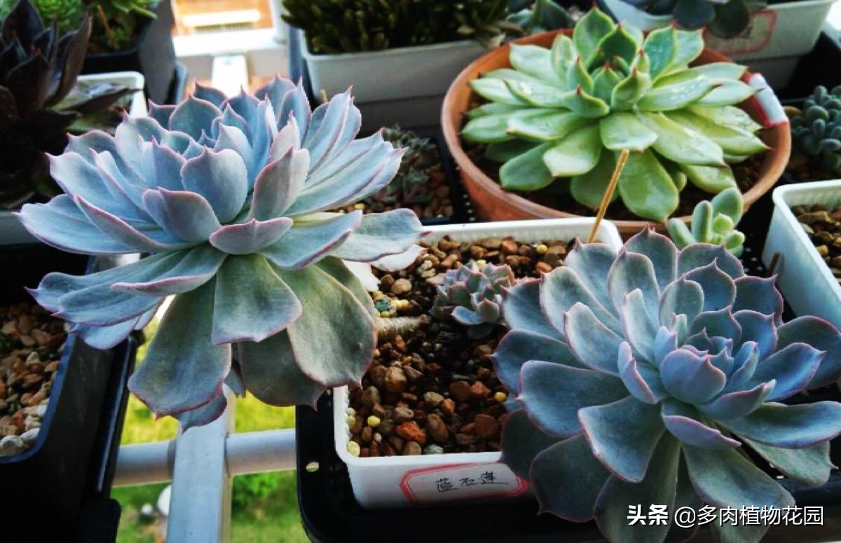 多肉品种蓝石莲怎么养殖,多肉蓝石莲养殖方法和注意事项