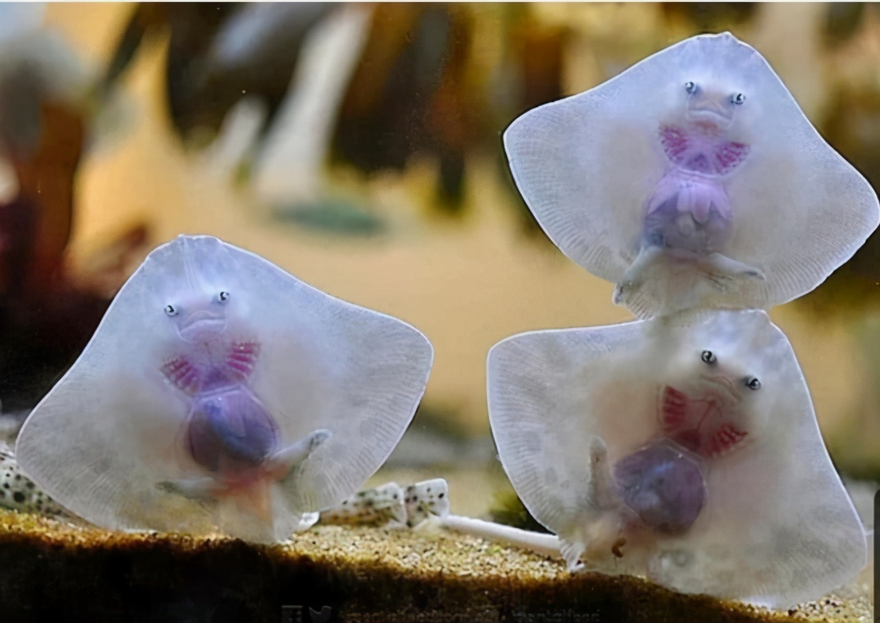 两千年前的水晶杯,两千年前水晶杯