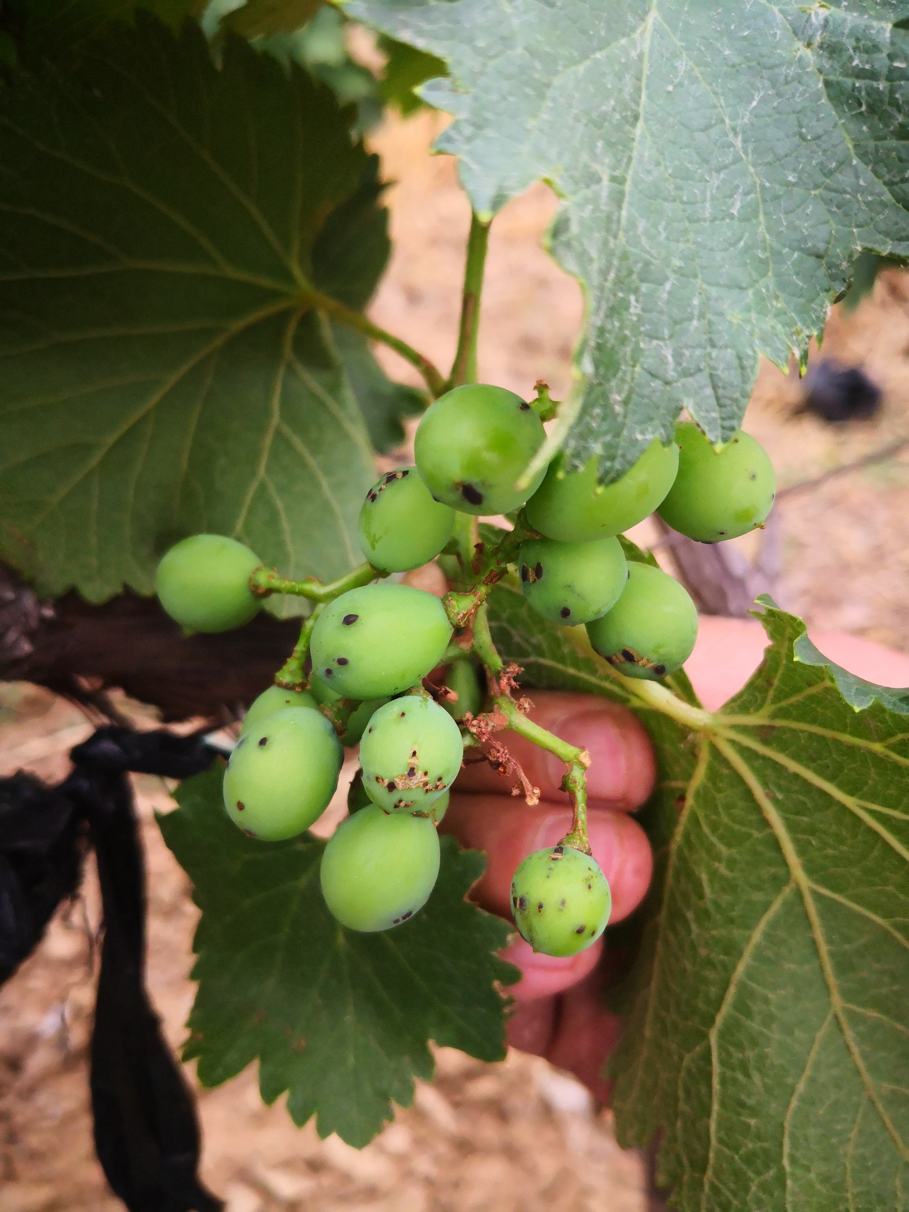 葡萄虫害防治大全,葡萄的主要虫害有哪些