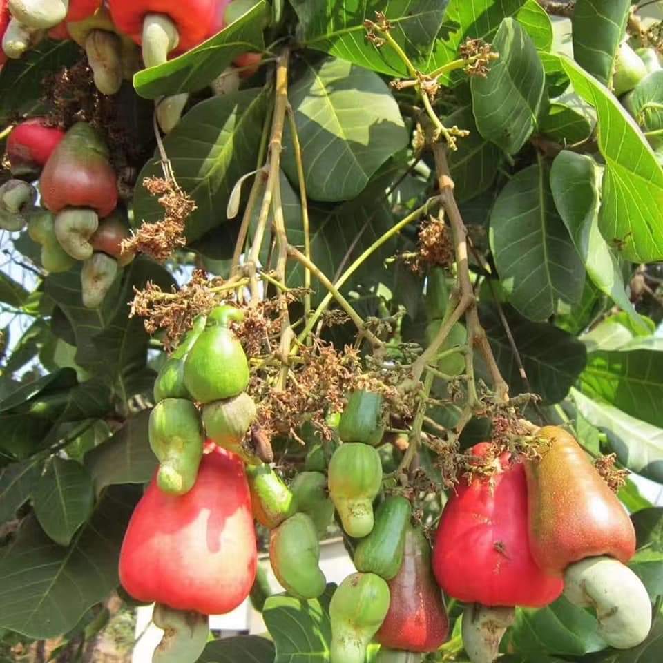 越南白虎膏的功效与作用,越南老街省有什么特产