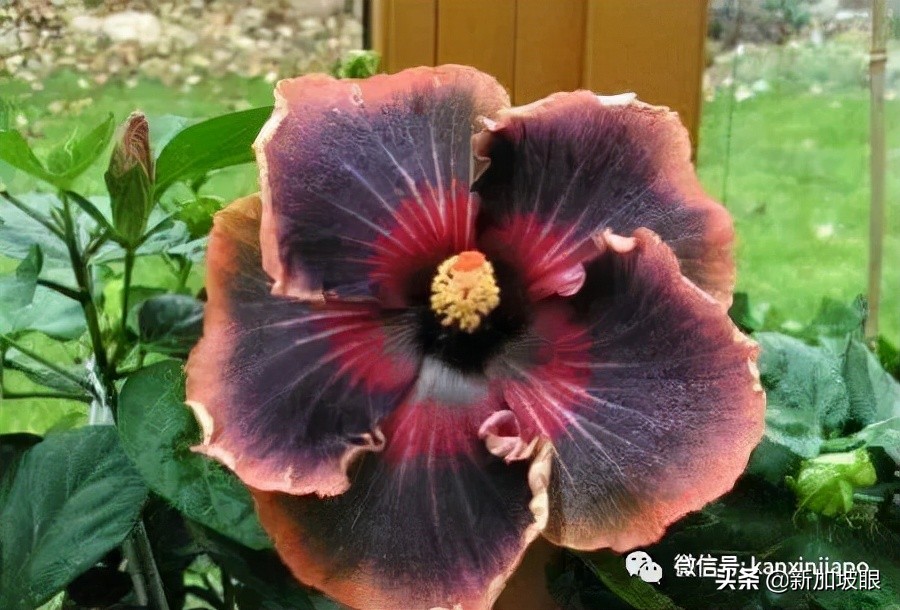 扶桑花和木槿花的区别图片,扶桑木槿花图片