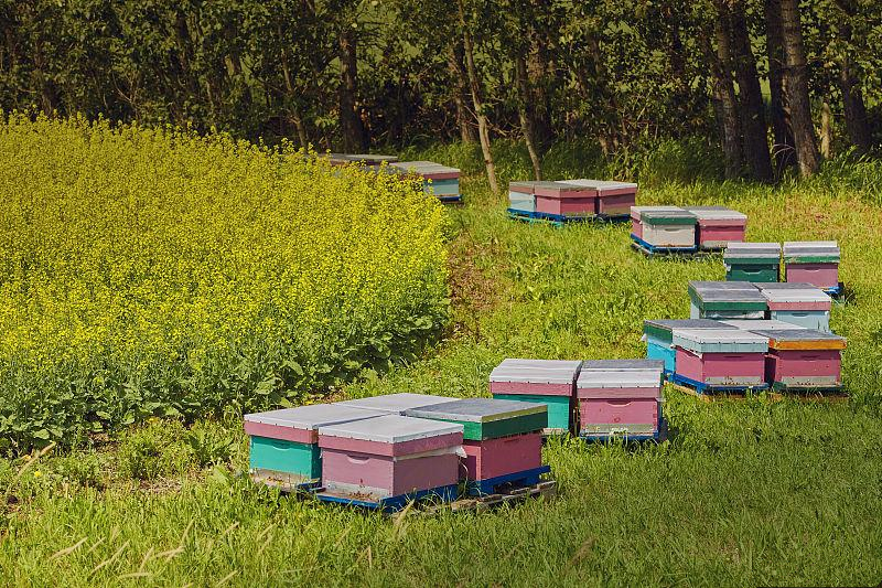 蜜蜂飞逃过程中如何制止,中蜂养殖技术怎样防止蜜蜂逃跑