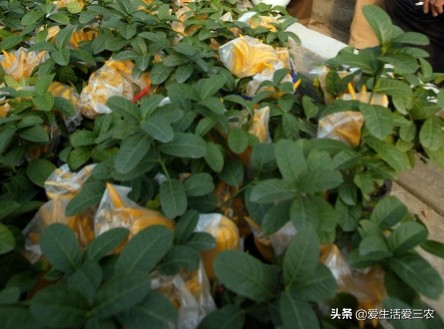 小青柑种植前景,种植佛手柑的经济效益