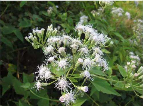 河南外来入侵野草 (入侵的野草)