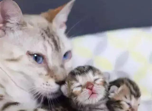 猫咪产后该如何喂养,猫咪生产后排恶露大概排几天