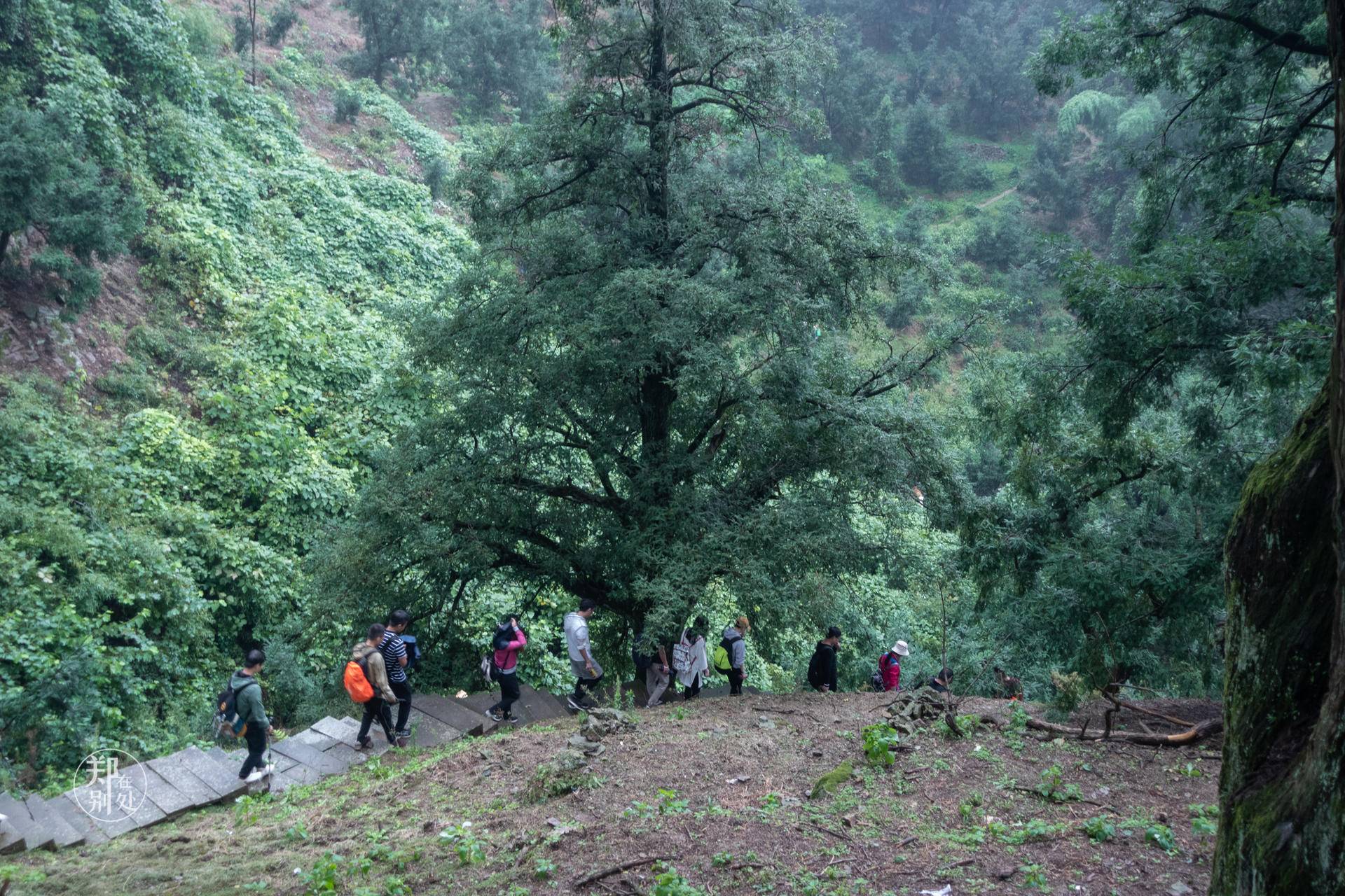 香榧古道,香榧古道徒步路线哪条景色美