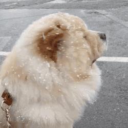 第1次想养纯种狗应该怎么挑,纯种狗和不纯种哪个好养