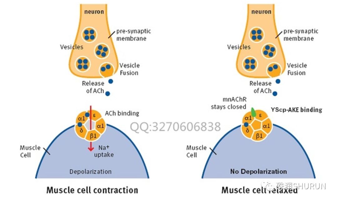 逆时光抗皱淡纹眼膜,优肌源黄金逆龄紧致提拉眼膜