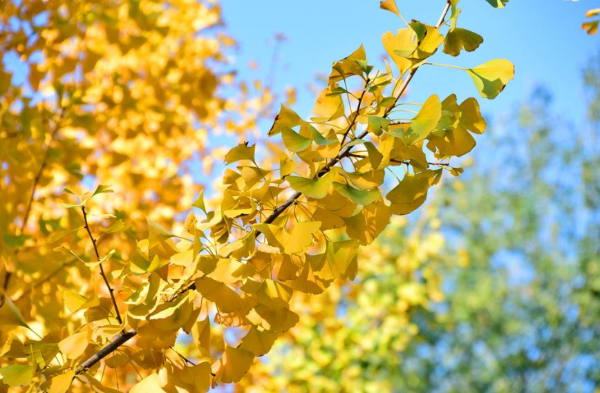 初冬最美诗词赏析,描写初冬的诗词大全