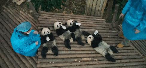 羊奶和牛奶哪一种奶对肾更有好处,喝乳铁蛋白羊奶粉对肾病有好处吗