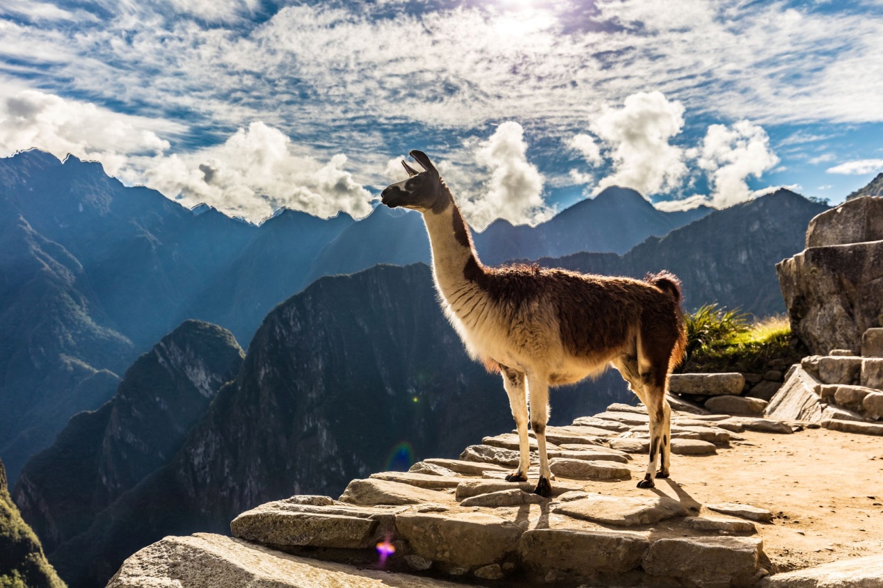 世界上脚最奇怪的动物,世界上最奇怪的脚是什么打一成语