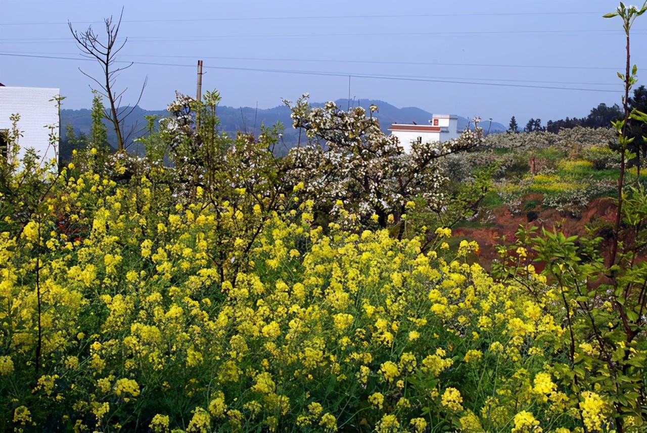 毒蛇能咬死牛吗,在农村被毒蛇咬