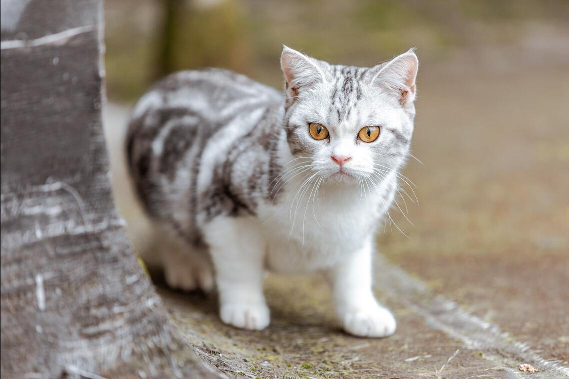 美短加白猫的优点和缺点,如果选一个宠物你会选什么