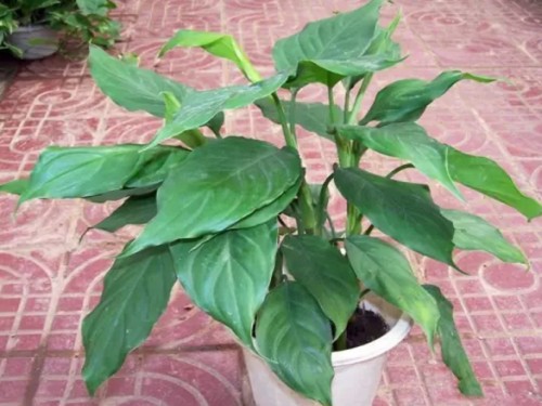 万年青养护的正确方法,万年青怎么护理