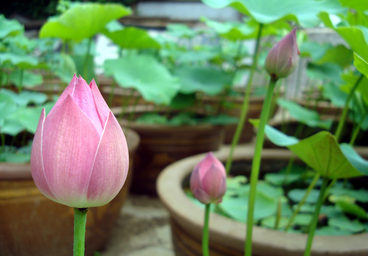 菜藕开花是什么样子,市场买的菜藕能开花么