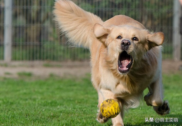 金毛咬主人怎么训,金毛老是咬主人的手怎么纠正