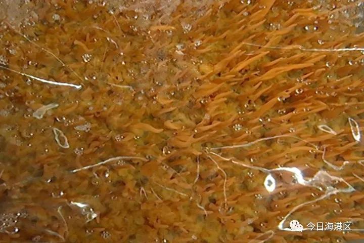 走向我们的小康生活｜中心庄村：北虫草“循环种植”助农增收