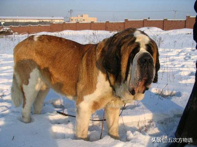 养狗场养肉狗是什么品种,养殖肉狗选择什么品种最好