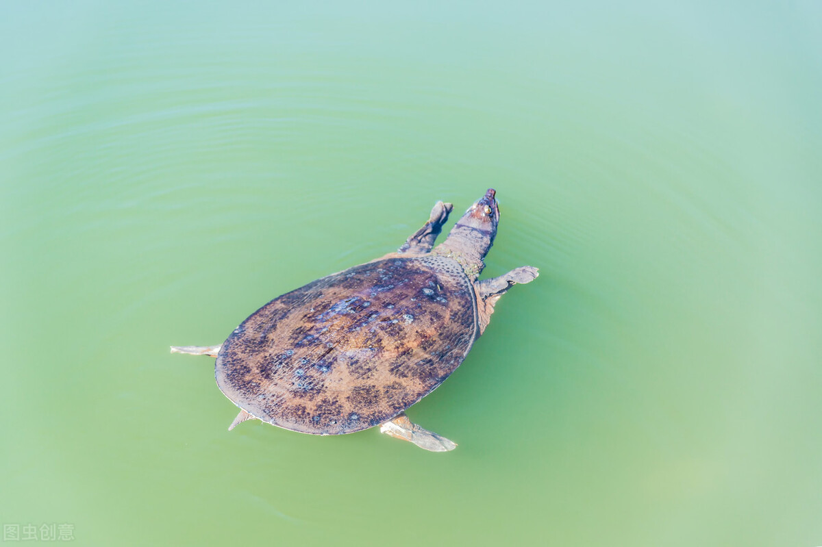 甲鱼在美国泛滥,哪个国家甲鱼泛滥了