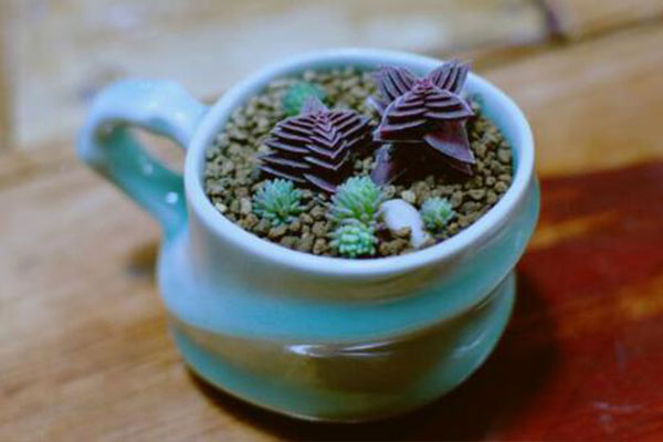 茜之塔如何养得肥大,茜之塔好养不