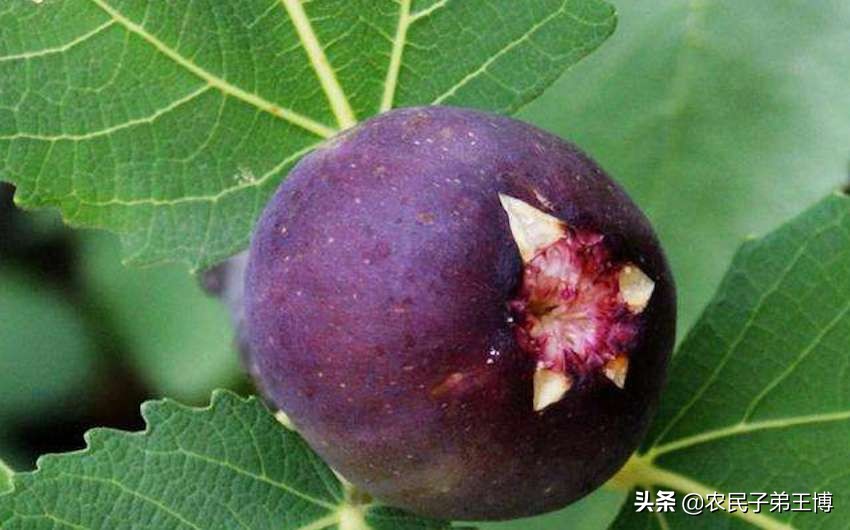 无花果树病虫害怎么防治,无花果雨季烂果是什么病