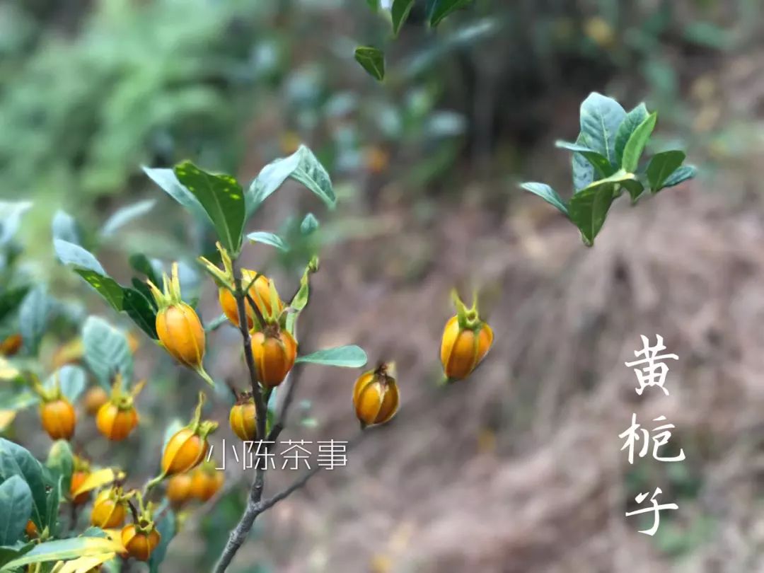 买茶叶怎么确保是新茶 (网上买的新茶能放多久)