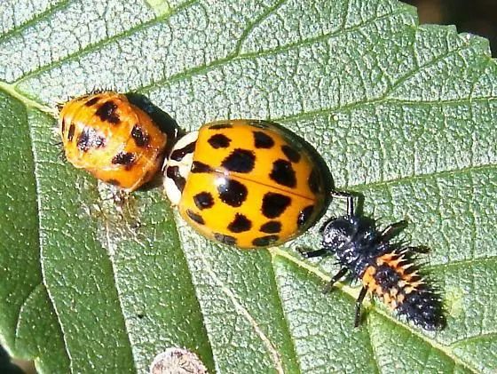 我不是害虫！灭虫高手还是入侵物种？五彩斑斓的异色瓢虫