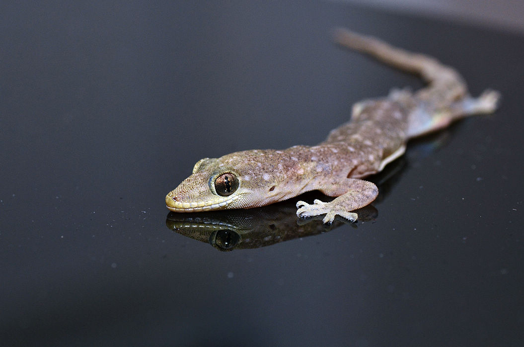 壁虎无毒为什么会算在五毒中,壁虎是不是在五毒中毒性最小