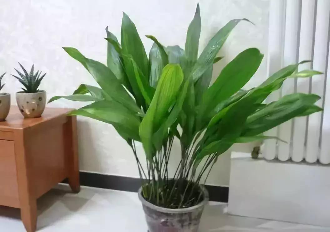 种什么蔬菜可吸甲醛,坪地吸甲醛的植物