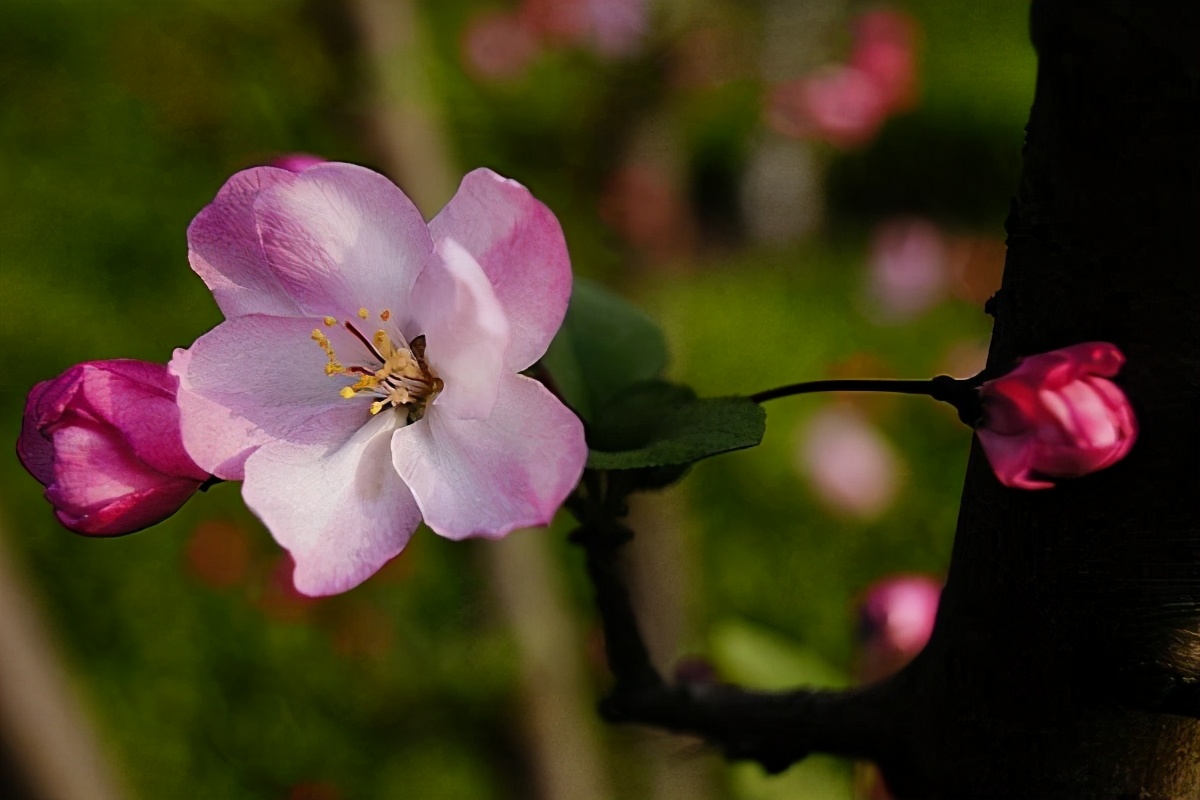 丽格海棠烂茎了是什么原因,丽格海棠杆烂怎么处理