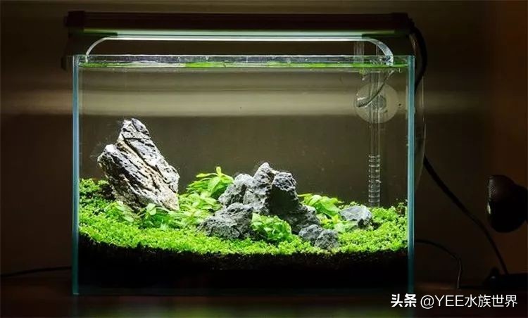 有必要买超白缸吗,哪种超白缸好