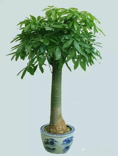 送给喜欢种花的人什么礼物,想养花却把花养死