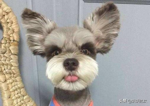 狗智商排名1至100金毛寻回犬,短毛小型犬最聪明的狗狗排行榜