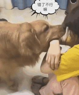 公认的无攻击性的6种狗你家有吗,什么狗忠诚攻击力高还可以养