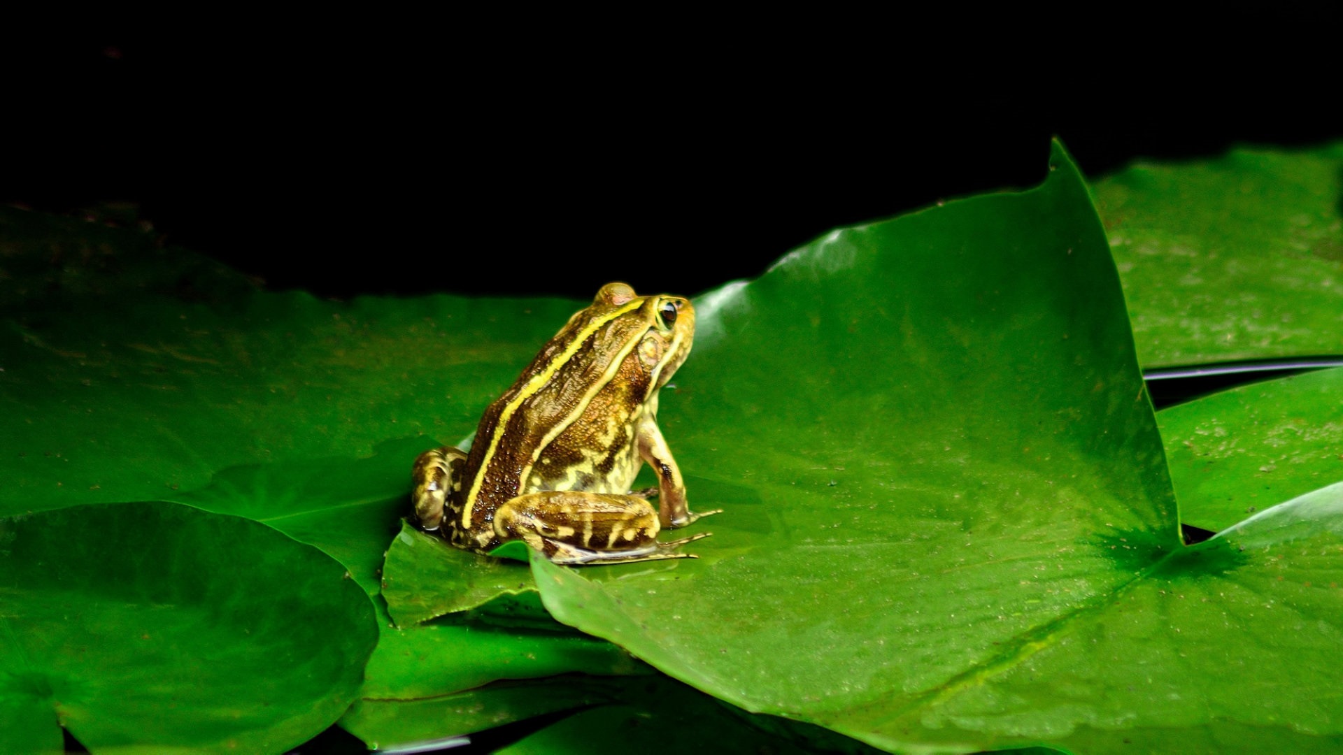 林蛙养殖:中国林蛙水中越冬,陆地越冬,繁殖孵化