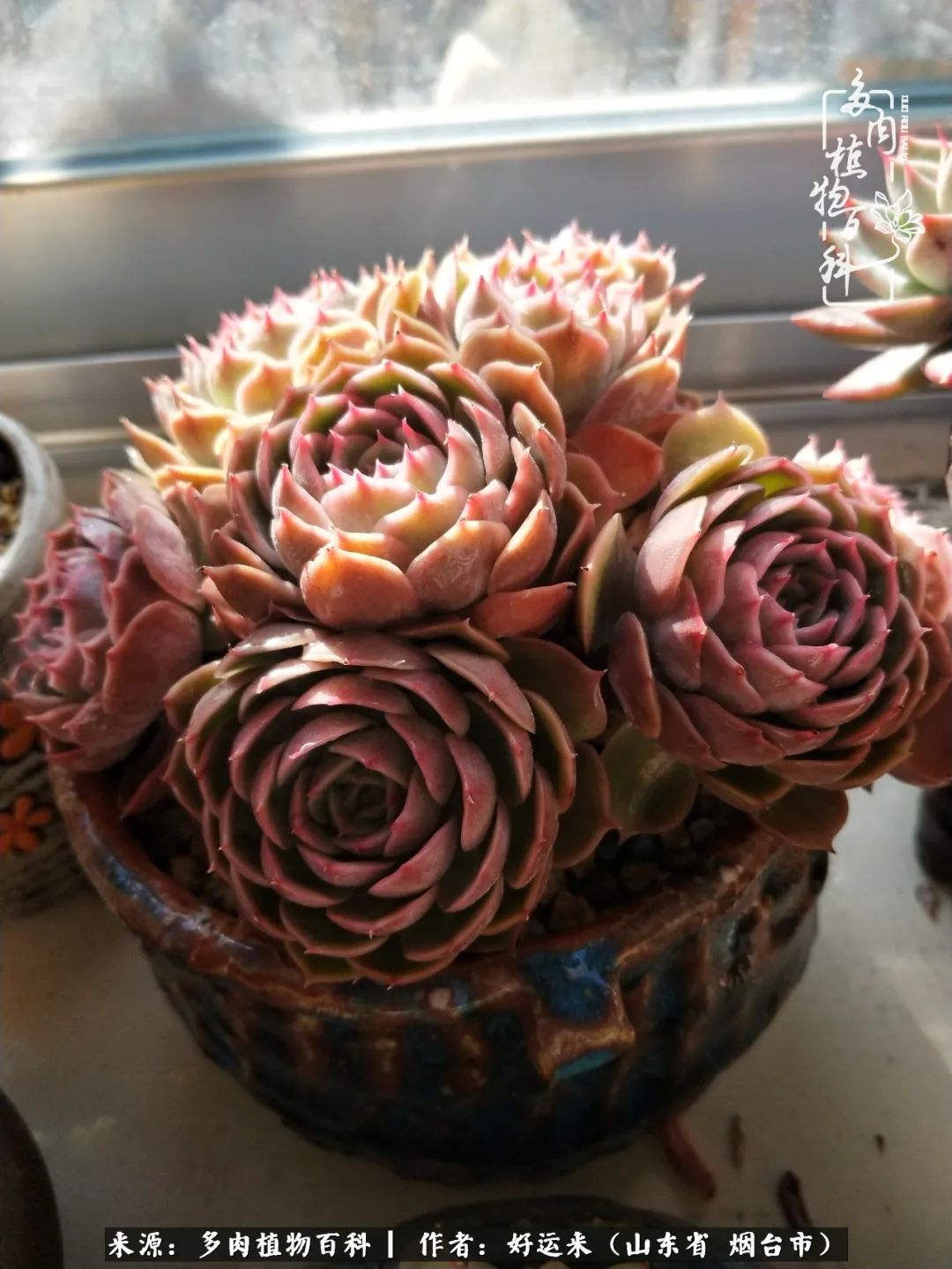 这世上怎么会有那么可爱的小可爱,这世上怎么有这么可爱的小生物