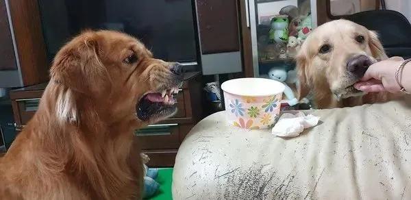 一只易怒的金毛会有多可怕,大金毛能有多温顺