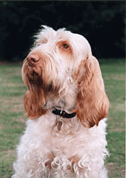 宠物狗大全免费观看,什么狗最好养又听话又聪明大型犬