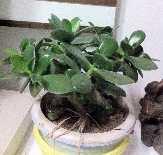 多肉植物掉叶什么情况用肥,多肉植物为什么老是掉叶子