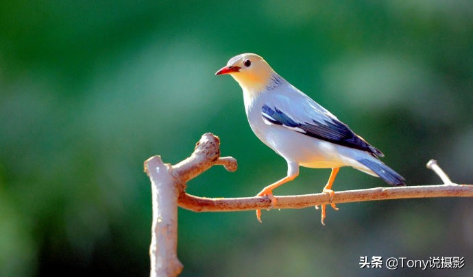 摄影拍鸟如何拍出白色羽毛的细节,如何拍鸟这些鸟类摄影技巧要学会