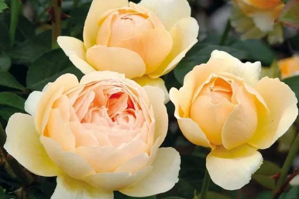 花店必备的5款玫瑰,花店最常用什么品种的玫瑰花