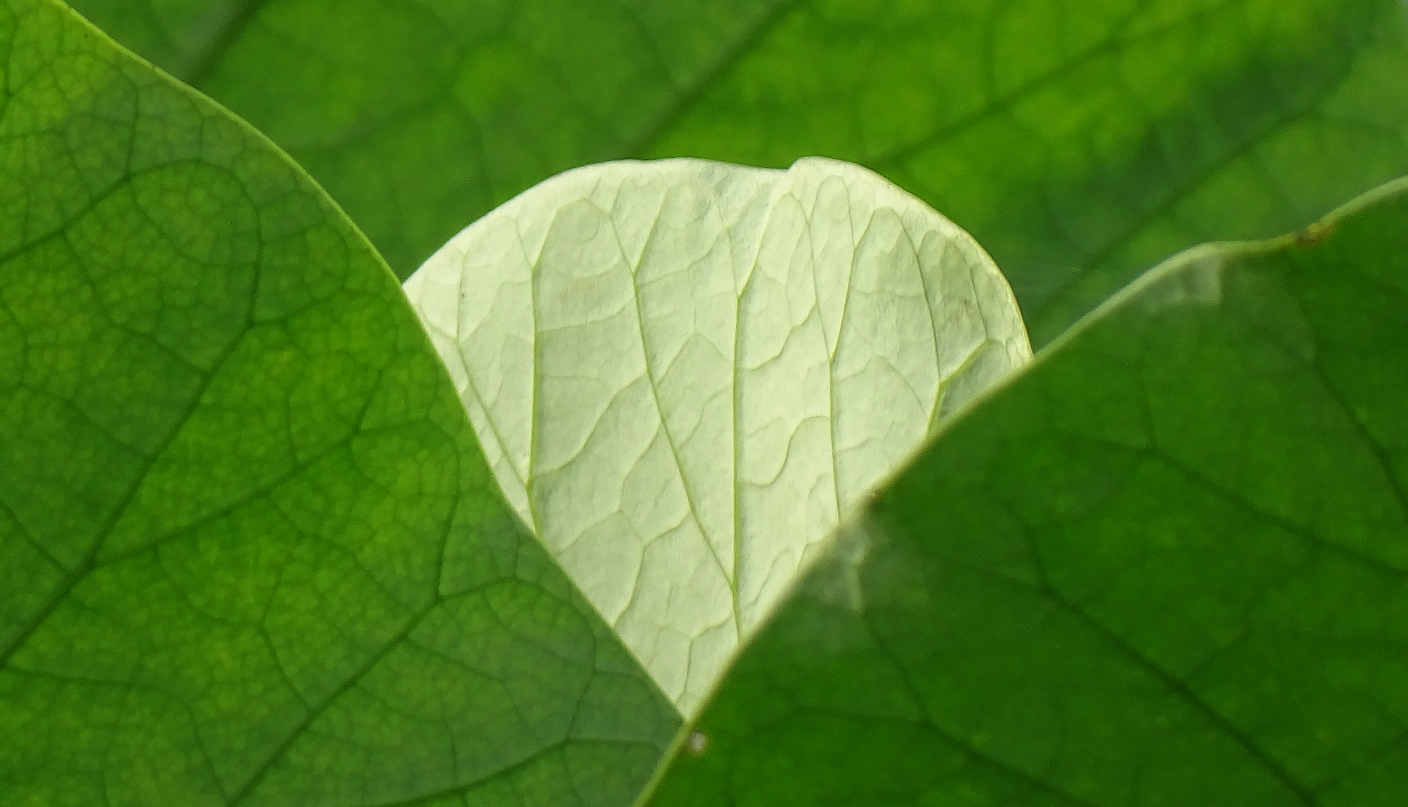 索尼dsc-hx400拍飞机效果,索尼dsc-hx400照片调色