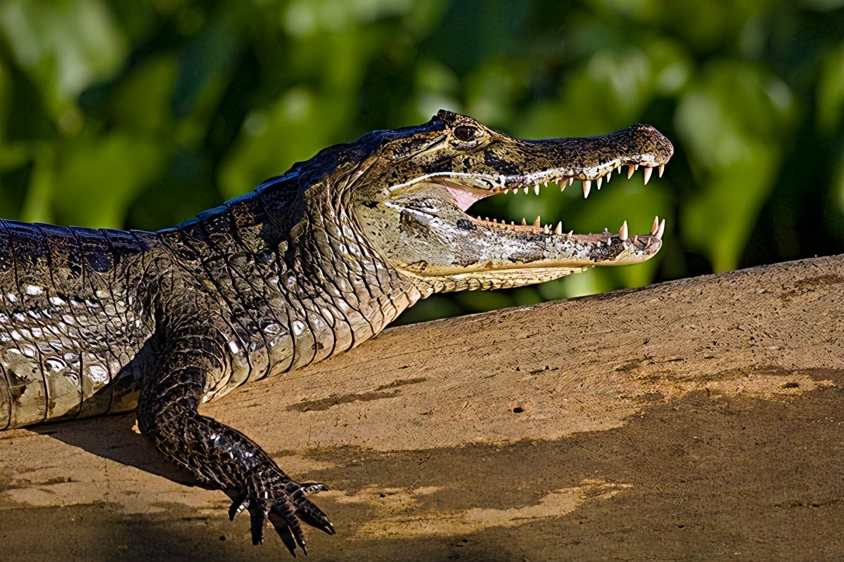 亚马逊翻船事故,亚马逊河翻船事故