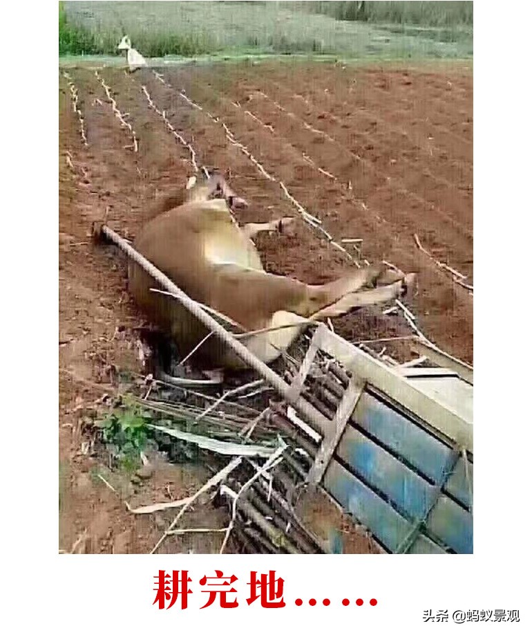 留园建筑分布图,留园建筑艺术分析