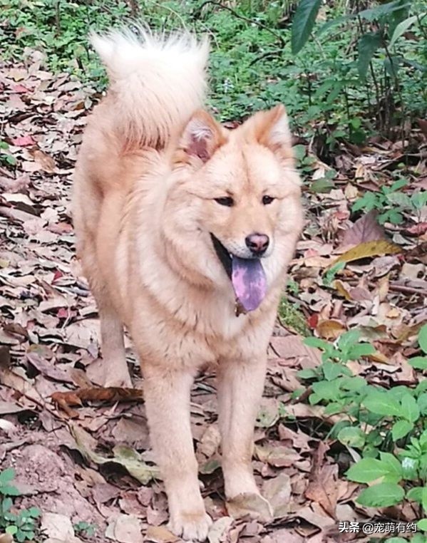 松狮犬的三大特征,松狮犬有几种系