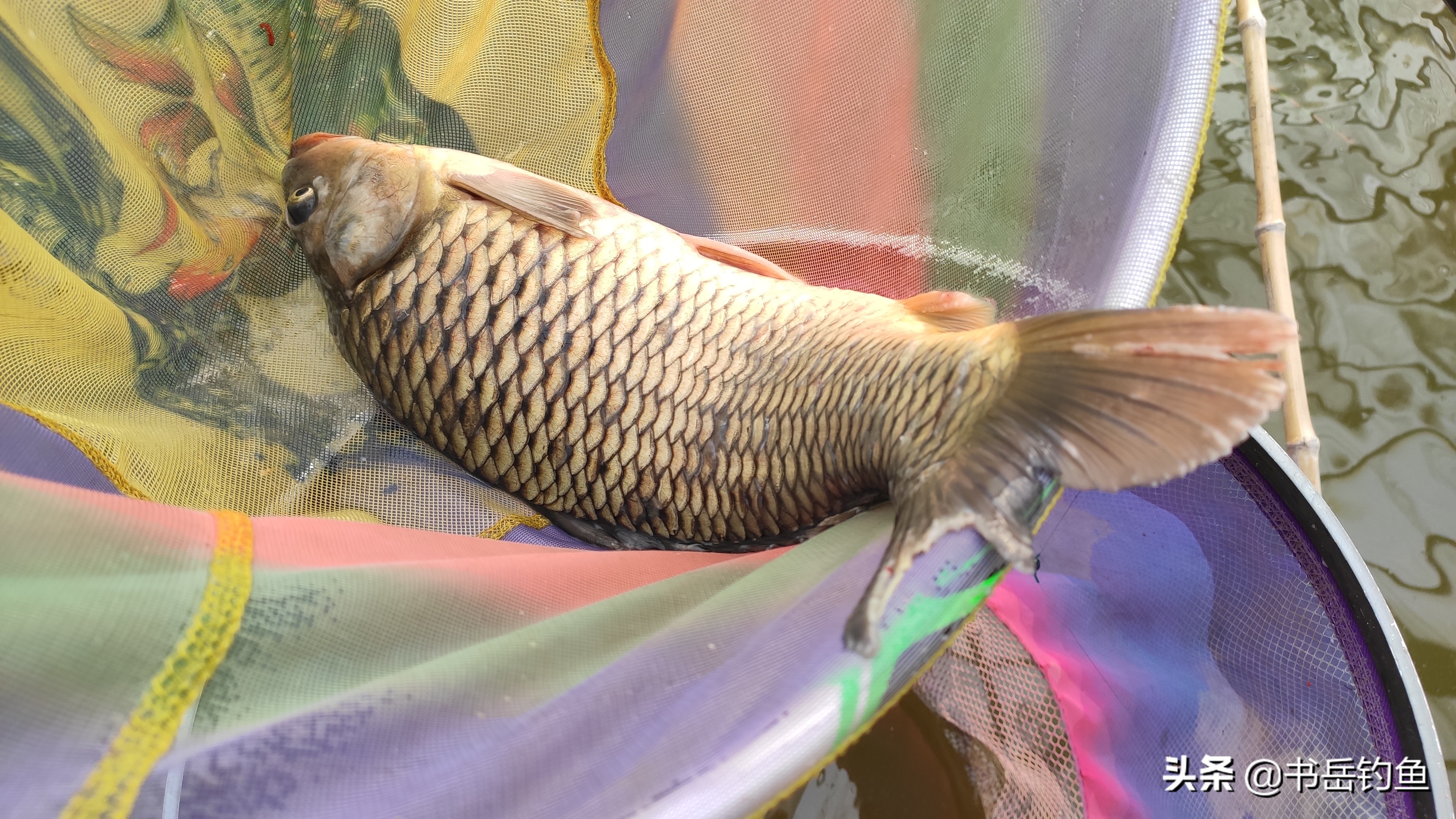 黑坑的鱼都怎么处理,黑坑鱼病防治