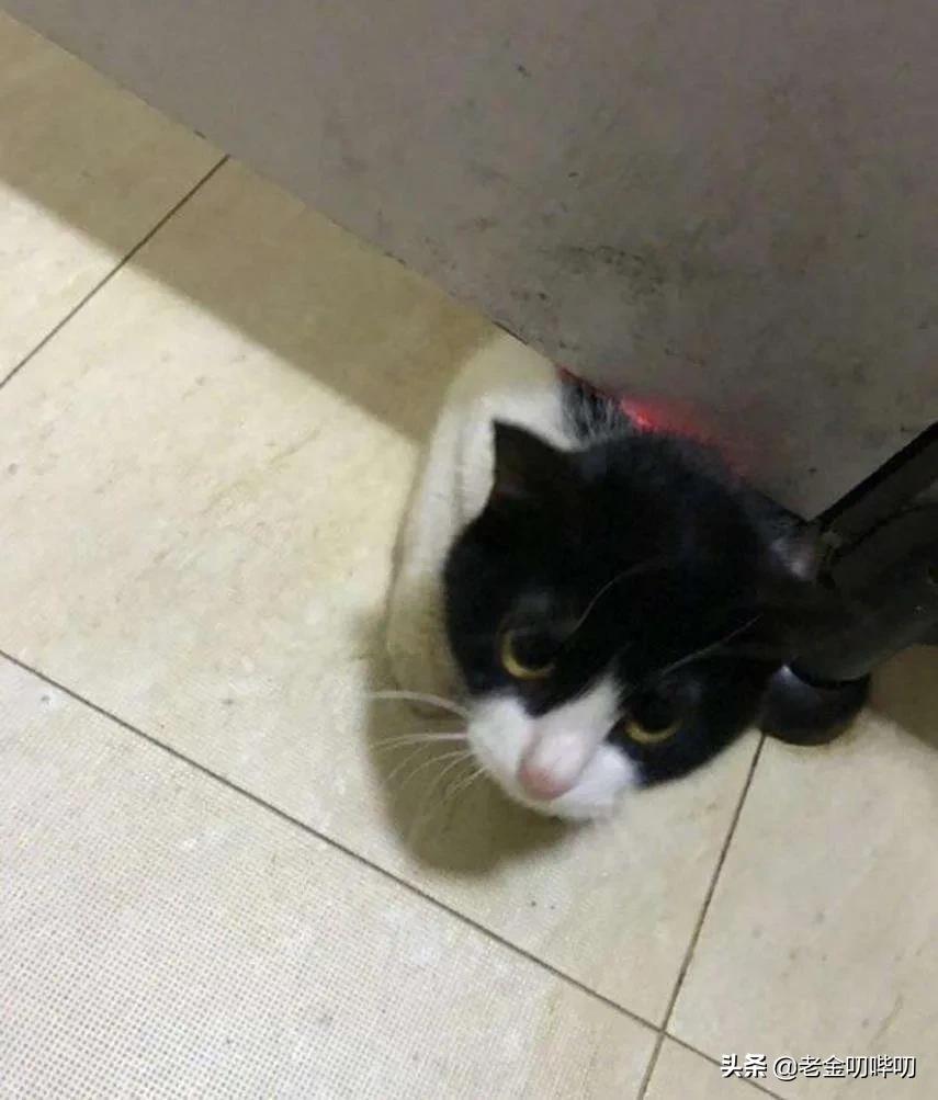 猫咪偷看我洗澡,猫为何喜欢偷看人洗澡