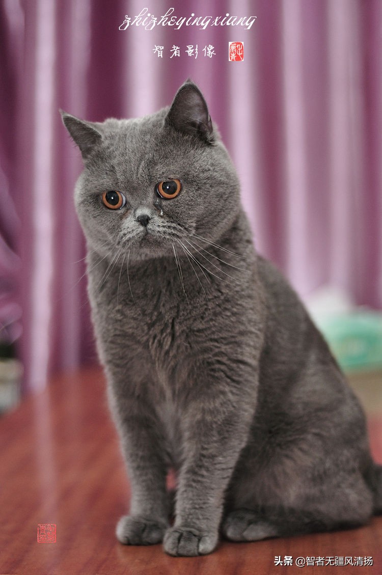 蓝猫是英国的吗,蓝猫是英国土猫吗