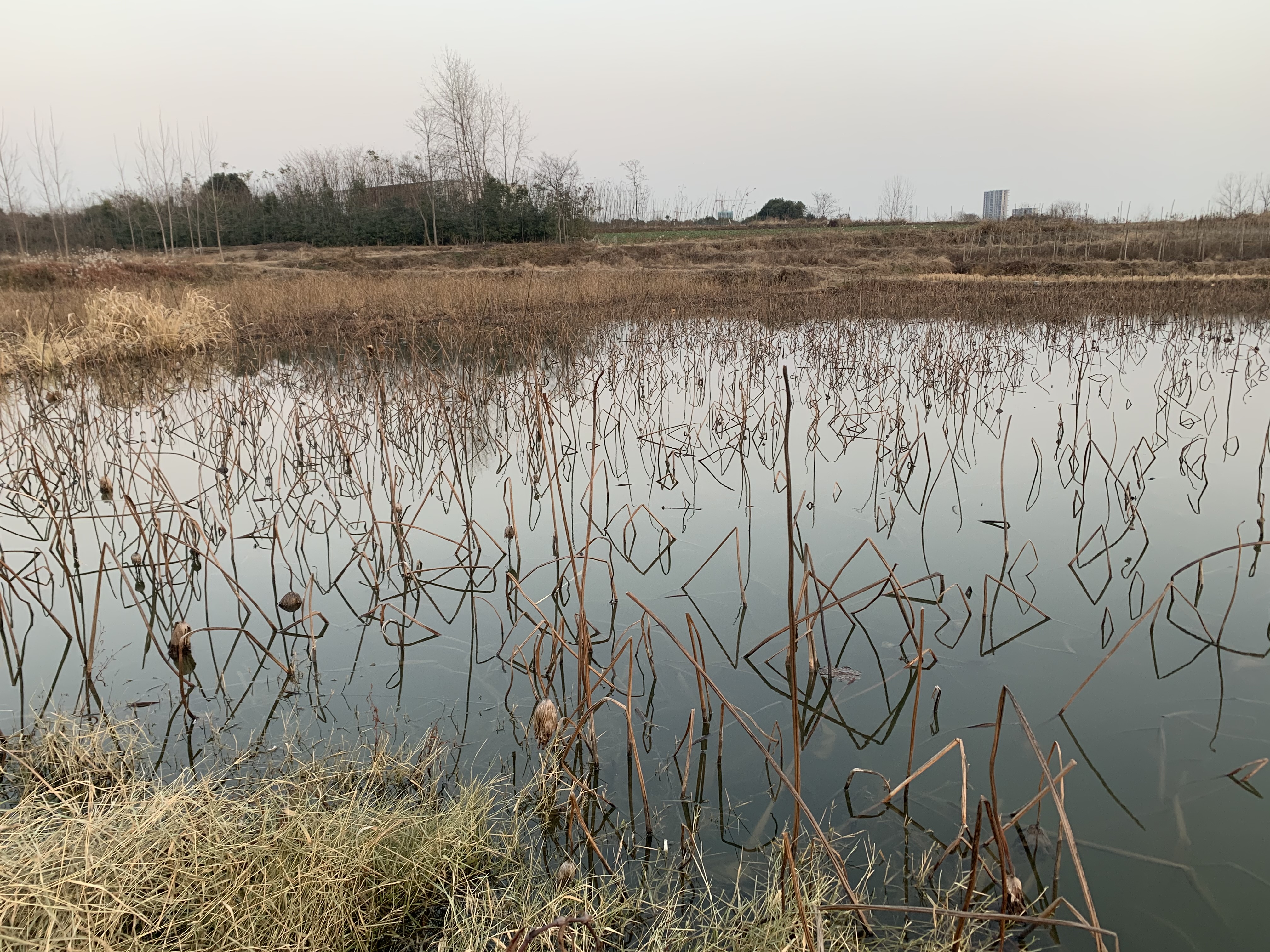 野钓打窝三个目的,野钓常用的3种打窝方式